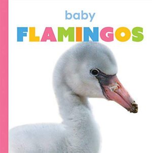 Baby Flamingos - Kate Riggs - Książki - Creative Company, The - 9781640263475 - 15 stycznia 2021