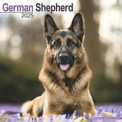 Cover for German Shepherd Calendar 2025 Square Dog Breed Wall Calendar - 16 Month (Kalender) (2024)