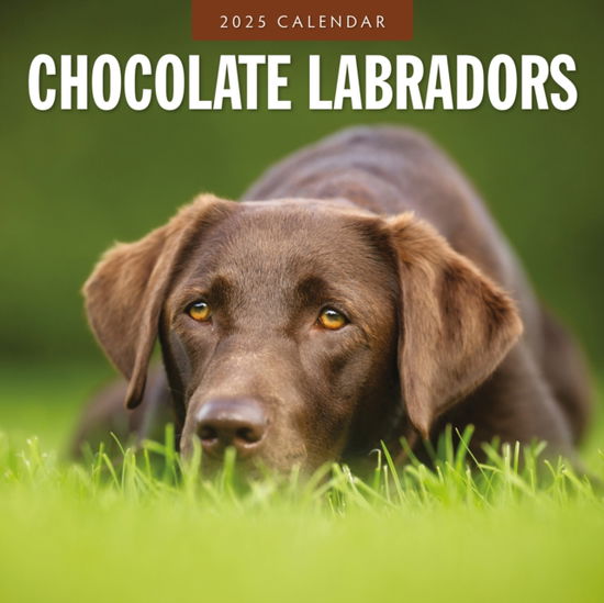 Cover for Red Robin · Chocolate Labradors 2025 Square Wall Calendar (Paperback Book) (2024)