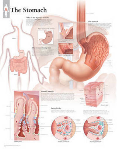 Stomach Laminated Poster - Scientific Publishing - Merchandise - Scientific Publishing Limited - 9781935612476 - May 13, 2015