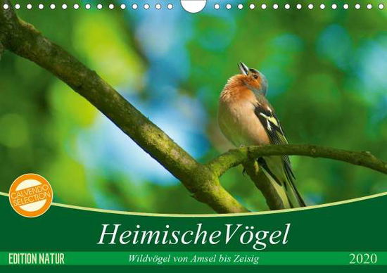 Cover for Mooß · Heimische Vögel (Wandkalender 2020 (Book)