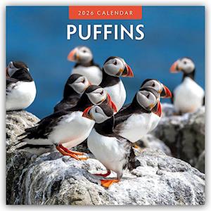 Cover for Red Robin · Puffins 2026 Square Wall Calendar (Paperback Book) (2025)