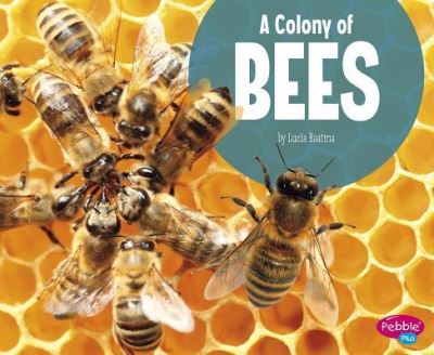 A Colony of Bees - Martha E H Rustad - Books - Capstone Press, Incorporated - 9781977109477 - August 1, 2019