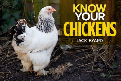 Cover for Jack Byad · Know Your Chickens (Pocketbok) (2020)