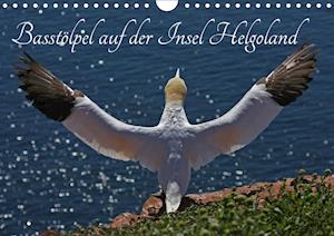 Cover for Konieczka · Basstölpel auf der Insel Helg (Book)