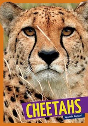 Cover for Arnold Ringstad · Cheetahs (Bok) (2015)