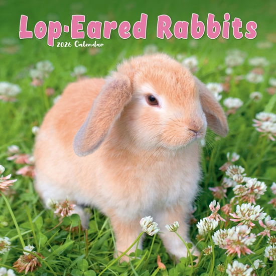 Cover for Rabbits - Lop Eared Calendar 2026  Square Animal Wall Calendar - 16 Month (Calendar) (2025)