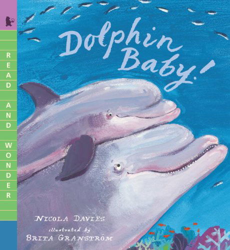 Cover for Nicola Davies · Dolphin Baby! (Read and Wonder) (Paperback Book) (2014)