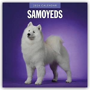 Cover for Red Robin · Samoyeds 2026 Square Wall Calendar (Paperback Book) (2025)