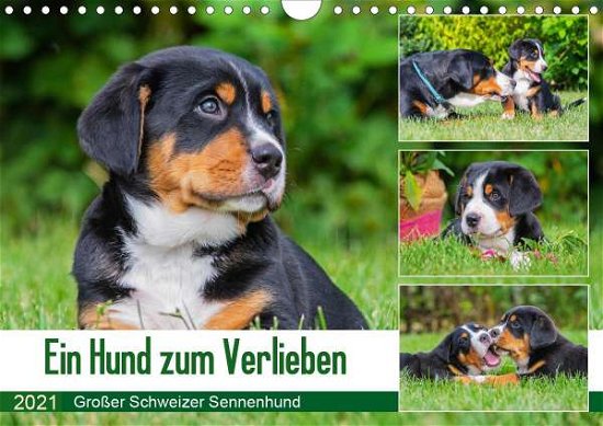 Cover for N · Ein Hund zum Verlieben - Großer Schwe (Book)