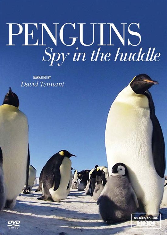 Cover for Penguin Spy in the Huddle · Penguins - Spy In The Huddle (DVD) (2013)