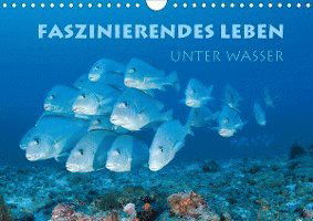 Faszinierendes Leben unter Wasser - Peyer - Books -  - 9783671836482 - 