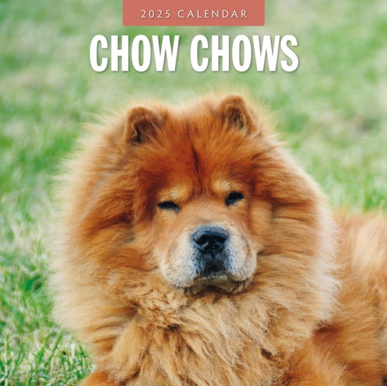 Cover for Red Robin · Chow Chows 2025 Square Wall Calendar (Paperback Book) (2024)