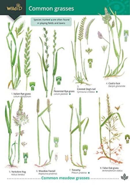 Guide to Common Grasses - Mark Gardener - Books - Field Studies Council - 9781851532483 - June 30, 2010