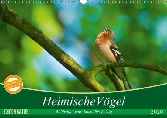 Cover for Mooß · Heimische Vögel (Wandkalender 2020 (Book)