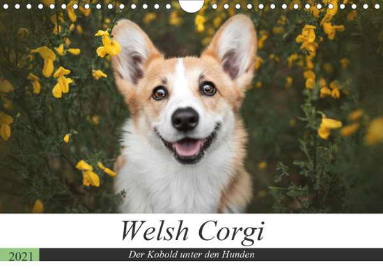 Welsh Corgi - Der Kobold unter d - Ahrens - Książki -  - 9783672647483 - 