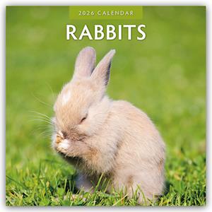 Cover for Red Robin · Rabbits 2026 Square Wall Calendar (Paperback Book) (2025)