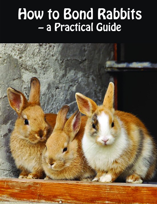 How to Bond Rabbits - a Practical Guide - Rebekka Faial - Kirjat - Saxo Publish - 9788740942484 - torstai 27. heinäkuuta 2017