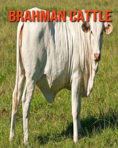 Cover for William Doyle · Brahman Cattle (Paperback Book) (2020)