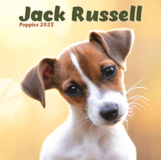 Jack Russell Puppies Square Mini Calendar 2025 - Avonside Publishing Ltd - Kirjat - Avonside Publishing Ltd - 9781804605486 - perjantai 23. elokuuta 2024