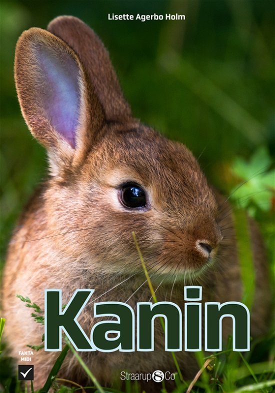 Cover for Lisette Agerbo Holm · Midi: Kanin (Gebundenes Buch) [1. Ausgabe] (2023)