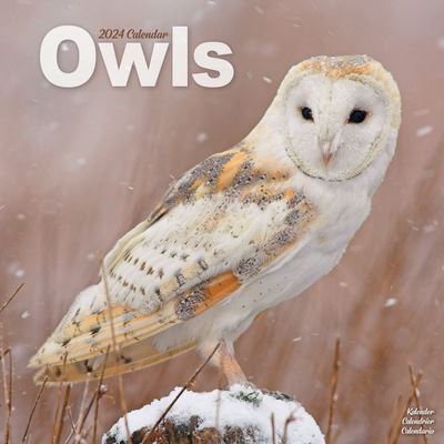 Cover for Avonside Publishing Ltd · Owls Calendar 2024  Square Birds Wall Calendar - 16 Month (Calendar) (2023)