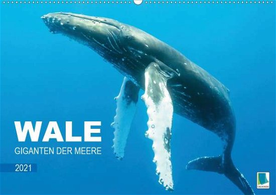 Cover for Wale · Giganten der Meere (Wandkalender (Bok)