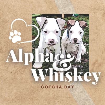 Cover for Mia McGlynn · Alpha &amp; Whiskey Gotcha Day (Paperback Book) (2021)