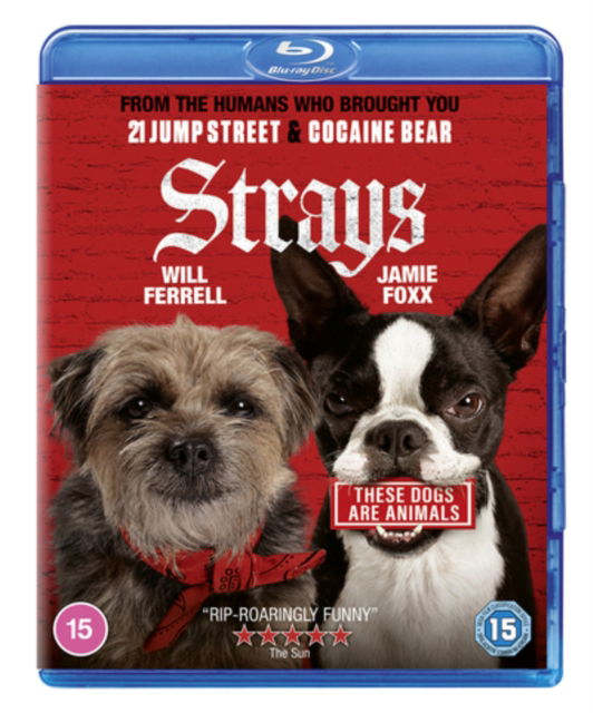 Josh Greenbaum · Strays (Blu-ray) (2023)