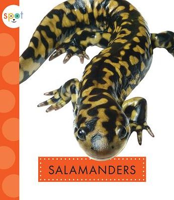 Cover for Mari C Schuh · Salamanders (Hardcover Book) (2019)