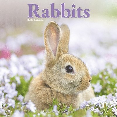Cover for Rabbits  Calendar 2025 Square Animal Wall Calendar - 16 Month (Kalender) (2024)
