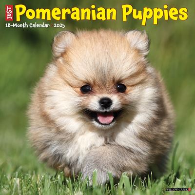 Willow Creek Press · Just Pomeranian Puppies 2025 12 X 12 Wall Calendar (Calendar) (2024)