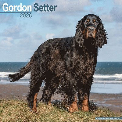 Cover for Gordon Setter Calendar 2026  Square Dog Breed Wall Calendar - 16 Month (Calendar) (2025)
