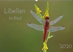 Cover for Oldani · Libellen im Ried (Wandkalender 2 (Book)