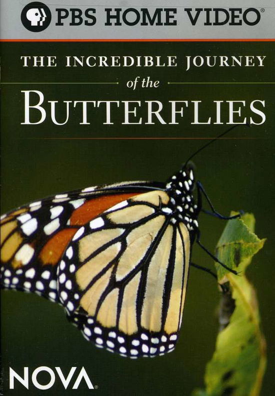 Cover for Nova: Incredible Journey of the Butterflies (DVD) (2009)