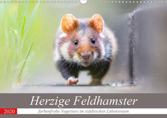 Cover for Petzl · Herzige Feldhamster - farbenfrohe (Bok)