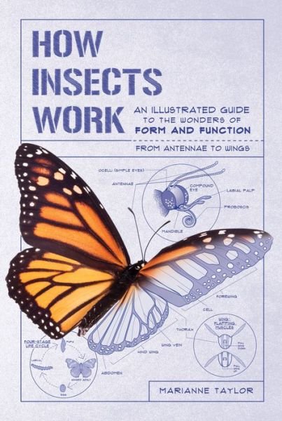 Cover for Marianne Taylor · How Insects Work (Bok) (2020)