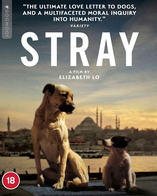 Cover for Fox · Stray (Blu-Ray) (2021)