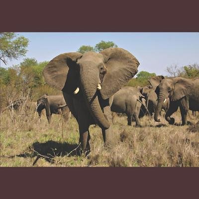The Elephants of Africa - Gary Lee Kvamme - Bøger - Independently Published - 9781092954495 - 7. april 2019
