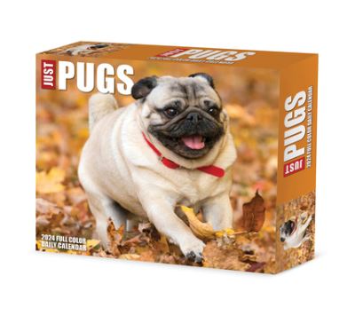 Pugs 2024 6.2 X 5.4 Box Calendar - Willow Creek Press - Gadżety - Willow Creek Press - 9781549236495 - 15 sierpnia 2023