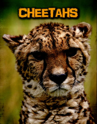 Cover for Charlotte Guillain · Cheetahs (N/A) (2015)