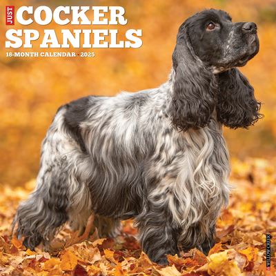 Cover for Willow Creek Press · Just Cocker Spaniels 2025 12 X 12 Wall Calendar (Calendar) (2024)