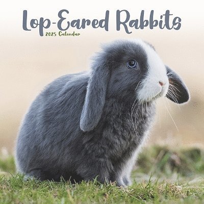 Cover for Rabbits - Lop Eared Calendar 2025 Square Animal Wall Calendar - 16 Month (Kalender) (2024)