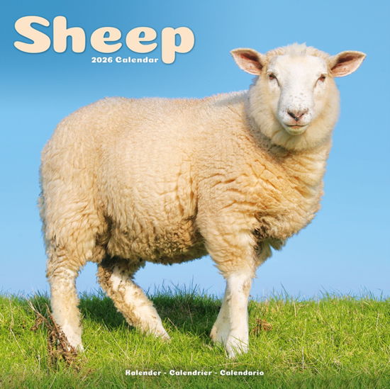 Cover for Sheep Calendar 2026  Square Farm Animal Wall Calendar - 16 Month (Calendar) (2025)