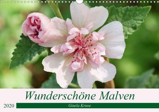 Cover for Kruse · Wunderschöne Malven (Wandkalender (Book)