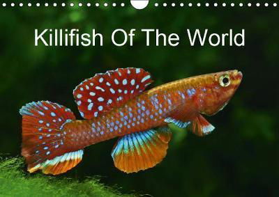 Cover for Pohlmann · Killifish Of The World (Wall C (Bok) (2018)