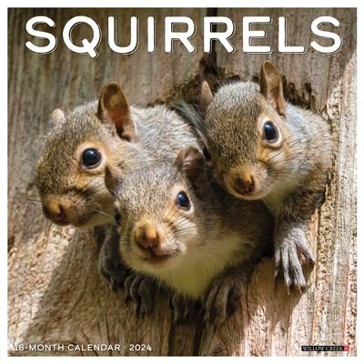 Cover for Willow Creek Press · Squirrels 2024 12 X 12 Wall Calendar (Calendar) (2023)