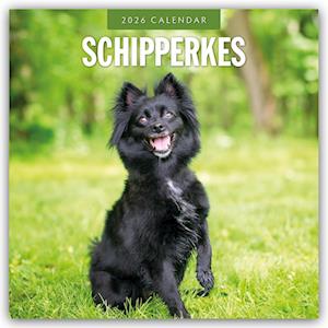 Cover for Red Robin · Schipperkes 2026 Square Wall Calendar (Paperback Book) (2025)