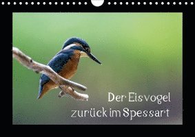 Cover for Reibert · Der Eisvogel zurück im Spessart (Book)