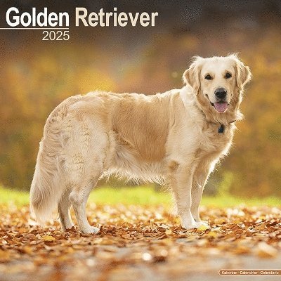 Cover for Golden Retriever Calendar 2025 Square Dog Breed Wall Calendar - 16 Month (Kalender) (2024)